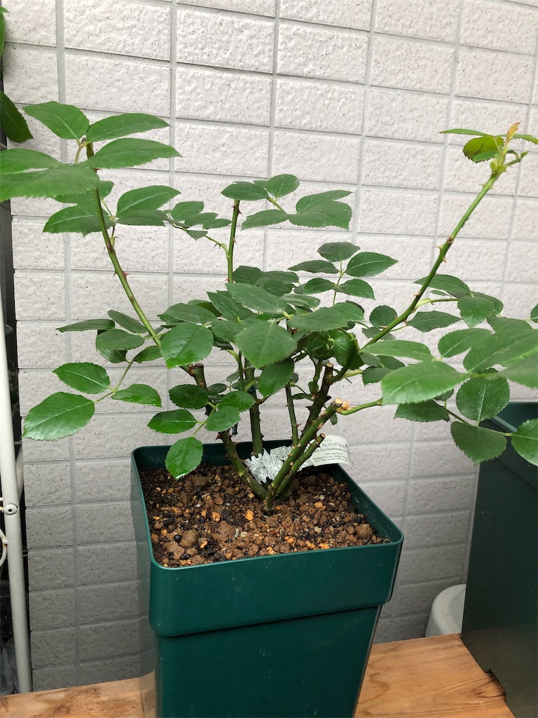 f:id:tef_rose:20190501034555j:image