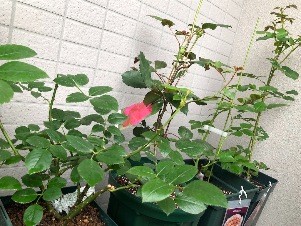 f:id:tef_rose:20190501034750j:image