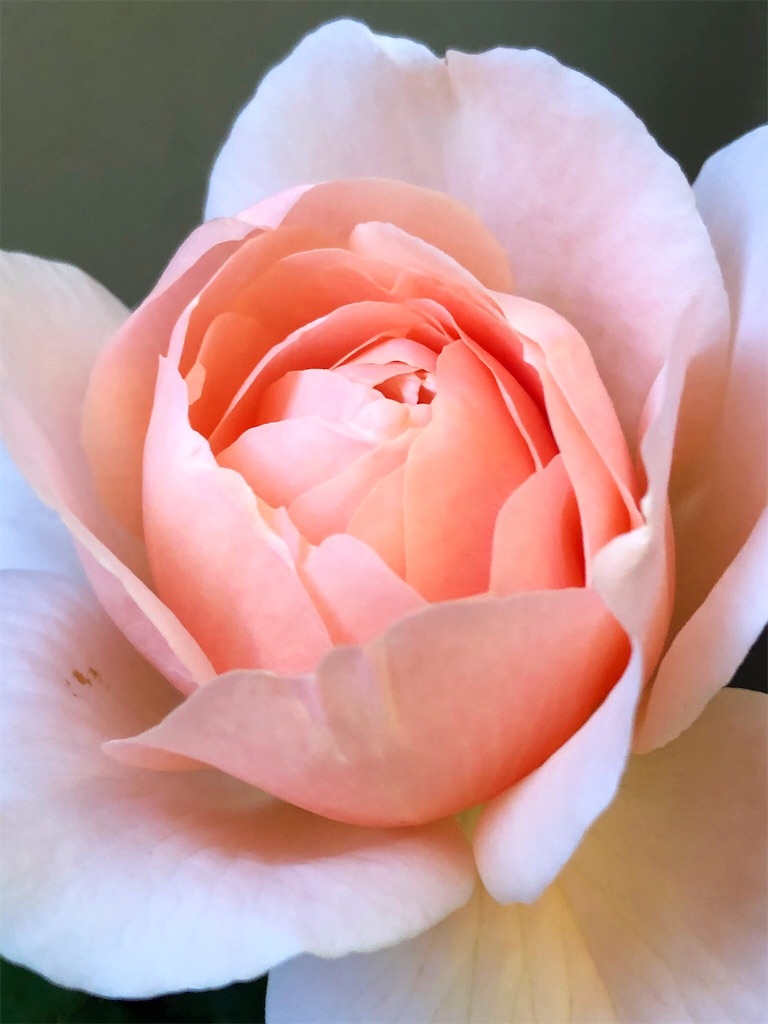 f:id:tef_rose:20190501035339j:image