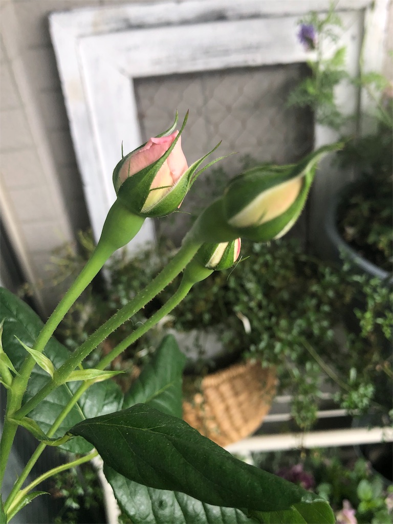 f:id:tef_rose:20190501165518j:image