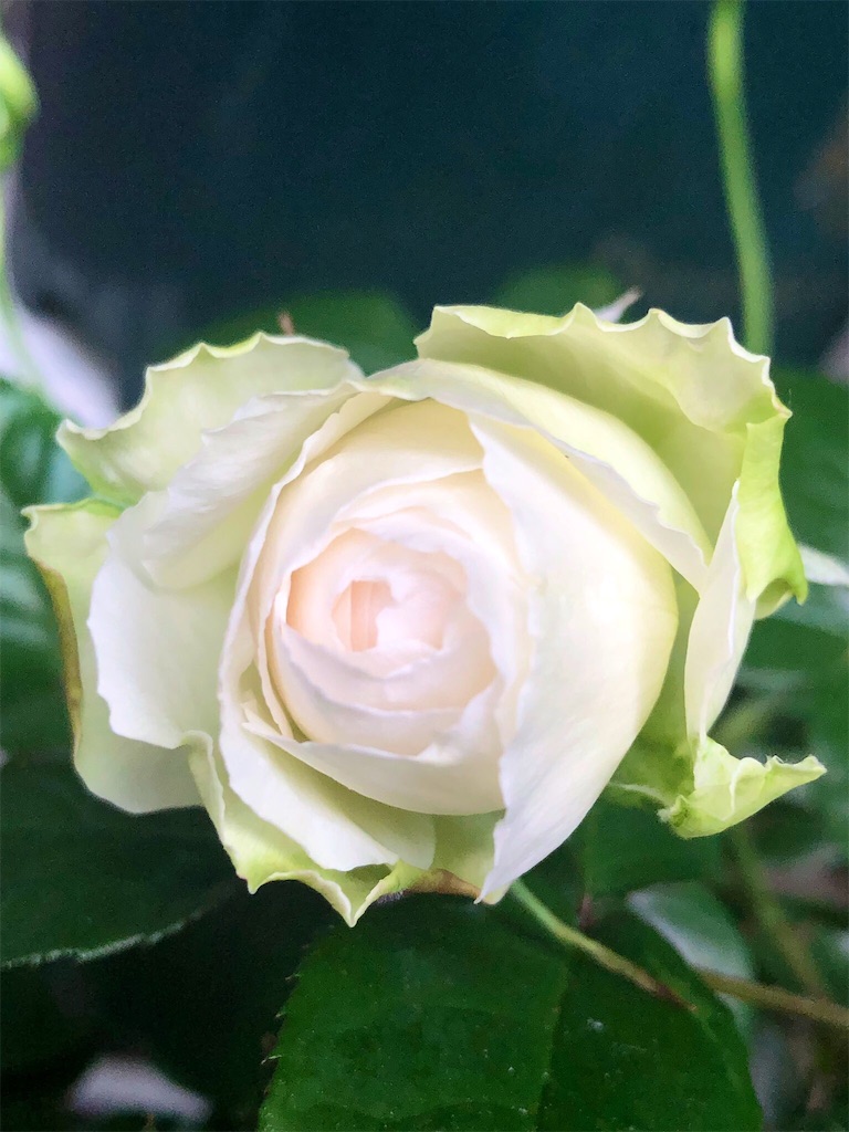 f:id:tef_rose:20190501165522j:image