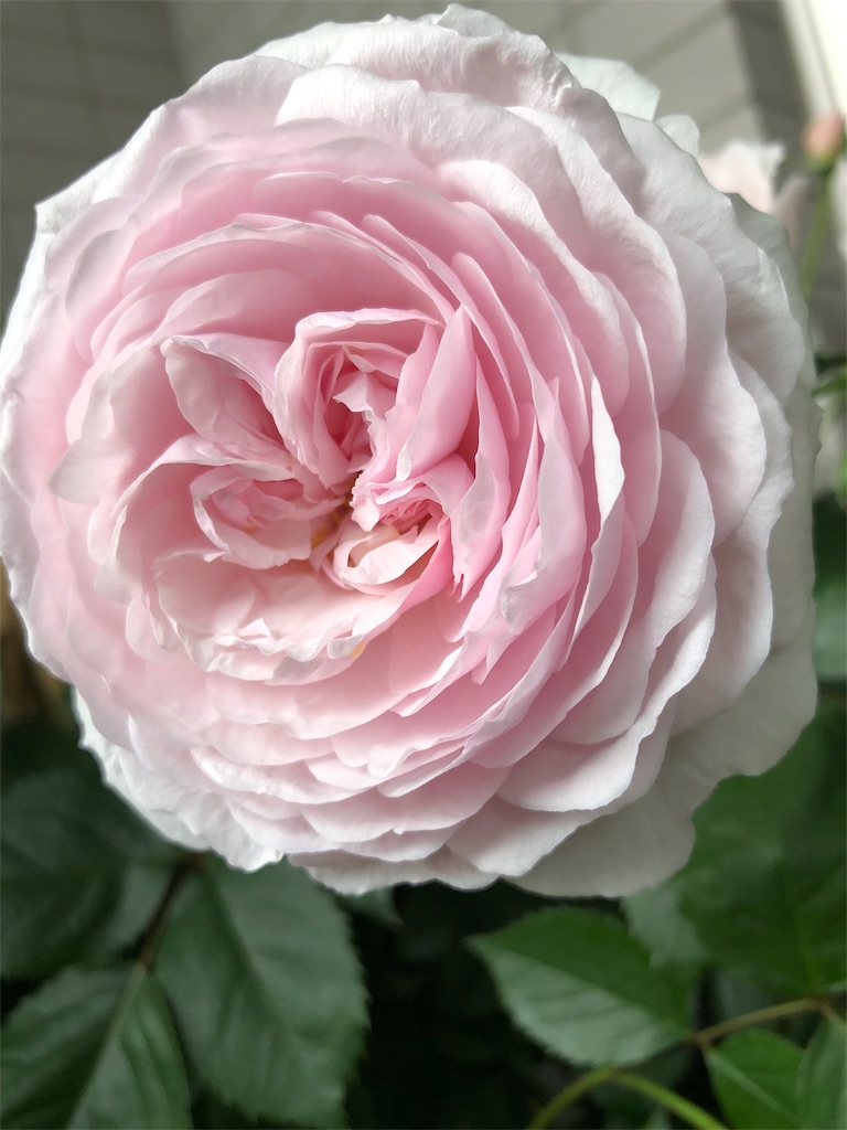 f:id:tef_rose:20190501165525j:image