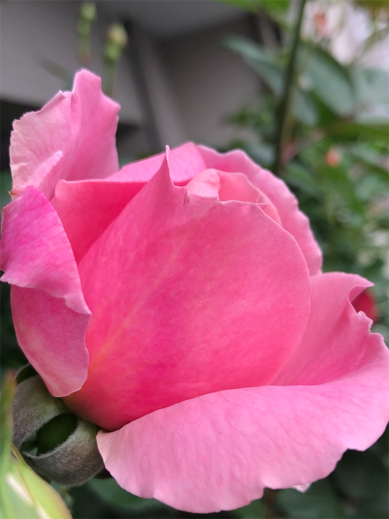 f:id:tef_rose:20190501165555j:image
