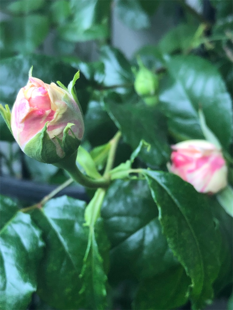 f:id:tef_rose:20190501165602j:image