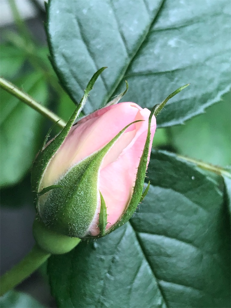 f:id:tef_rose:20190501165736j:image