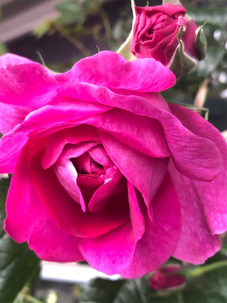 f:id:tef_rose:20190501232354j:image