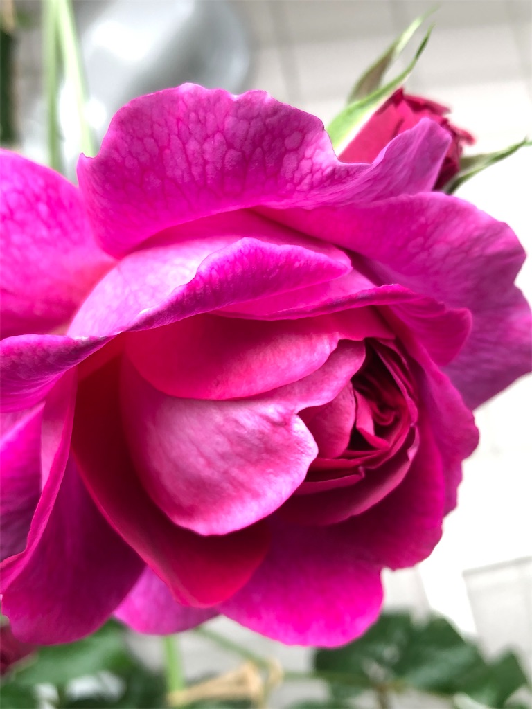 f:id:tef_rose:20190501232359j:image