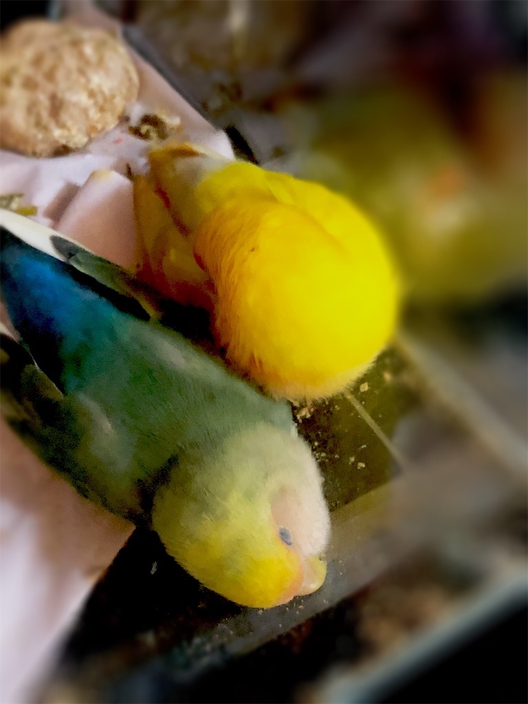 f:id:tef_rose:20190501232725j:image