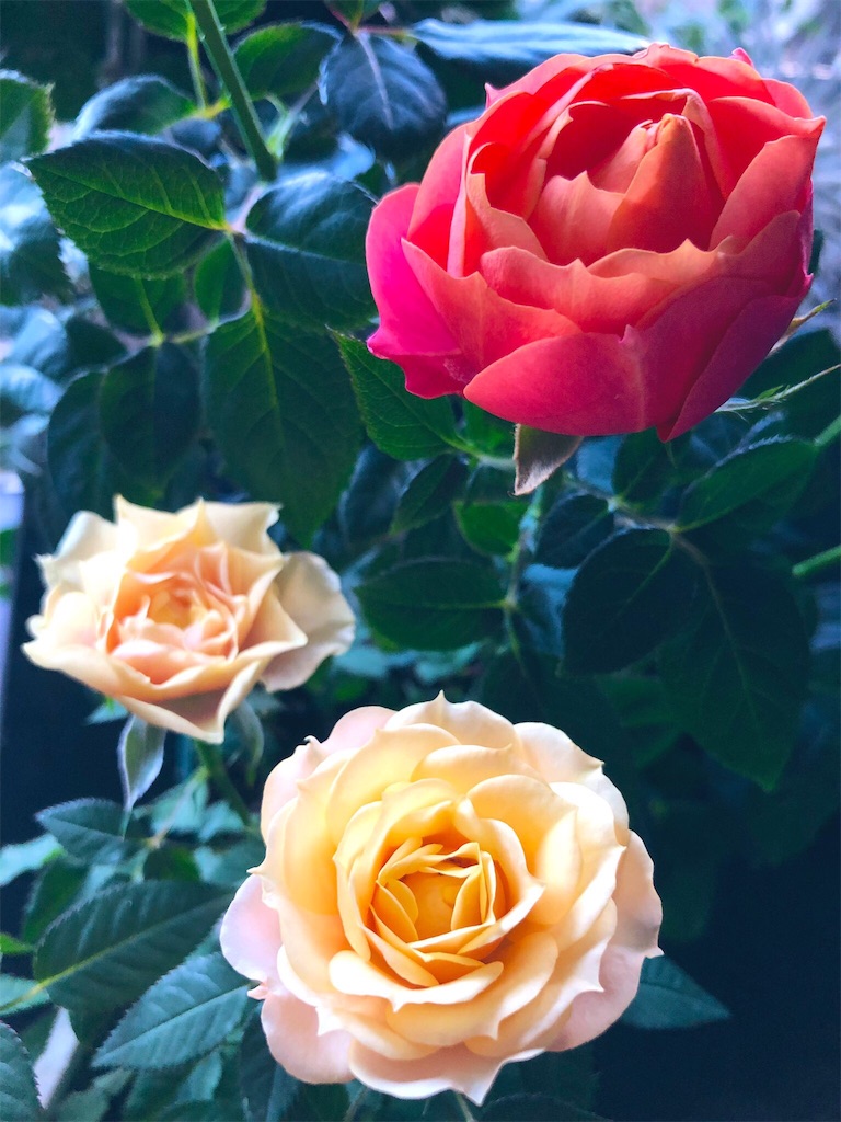 f:id:tef_rose:20190502015003j:image