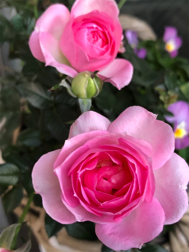 f:id:tef_rose:20190502015011j:image