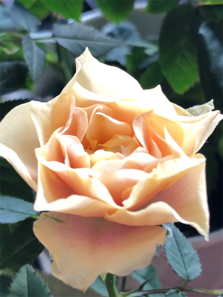 f:id:tef_rose:20190502021726j:image