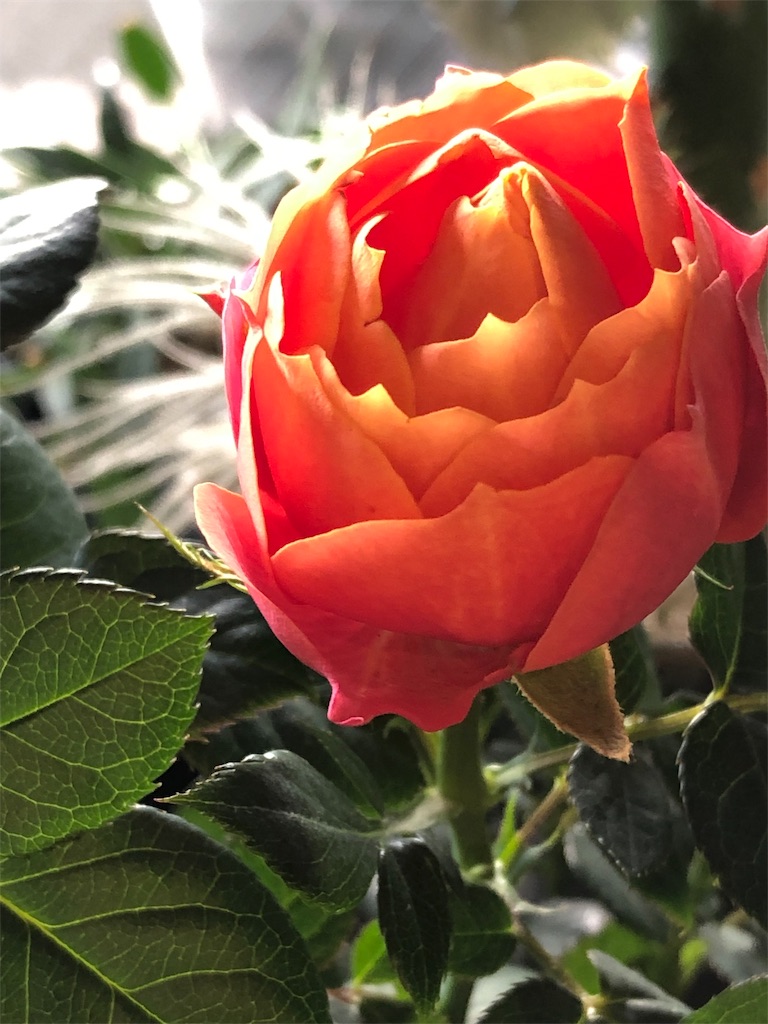 f:id:tef_rose:20190502021734j:image