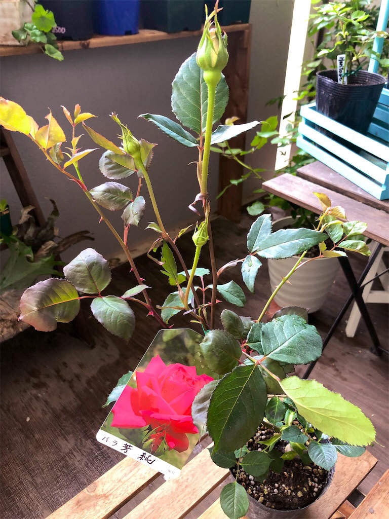 f:id:tef_rose:20190502023343j:image f:id:tef_rose:20190502023343j:image