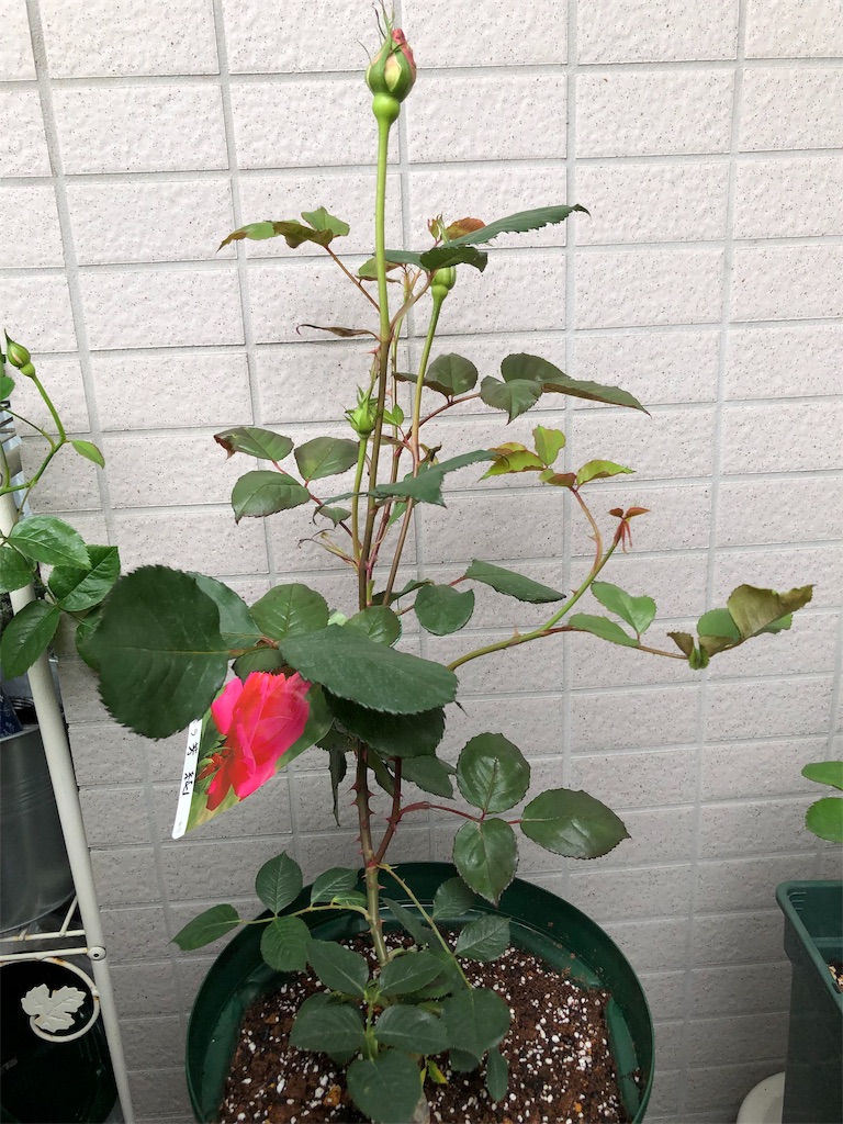 f:id:tef_rose:20190502023450j:image f:id:tef_rose:20190502023450j:image