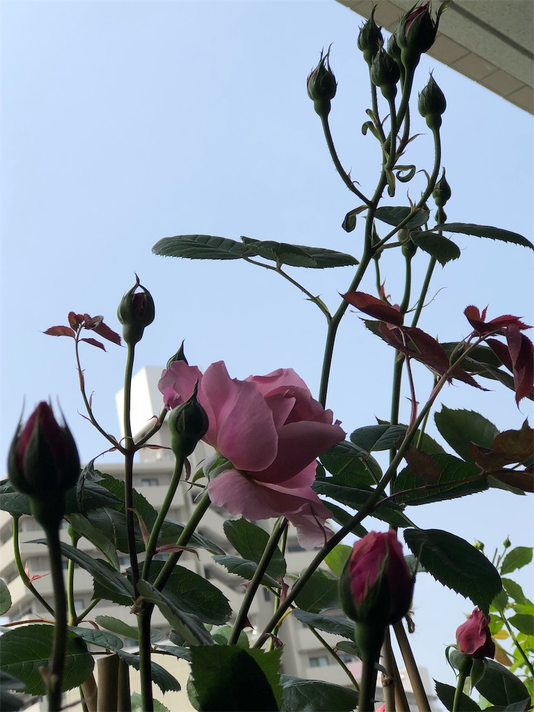 f:id:tef_rose:20190502225453j:image