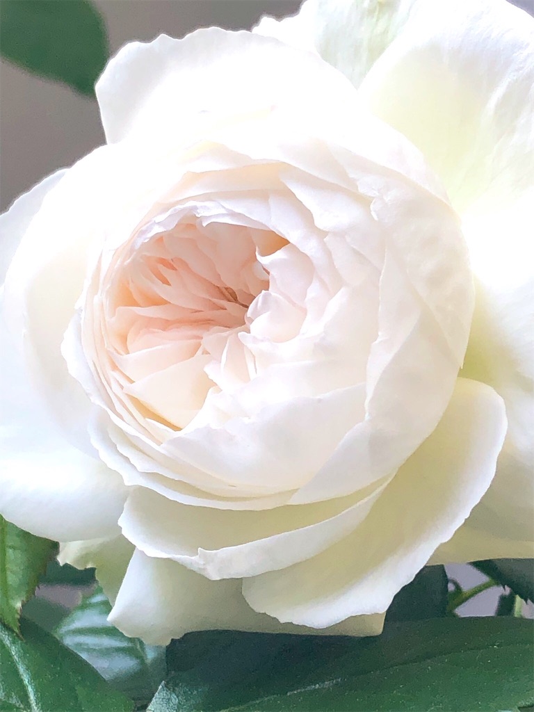 f:id:tef_rose:20190503143000j:image