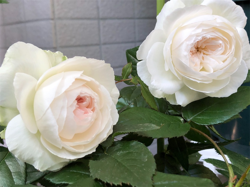 5 2のベランダ ヤングリシダスとボレロが咲きました Tef S Garden ベランダでバラと暮らす 5 2のベランダ ヤングリシダスとボレロが咲きました Tef S Garden ベランダでバラと暮らす