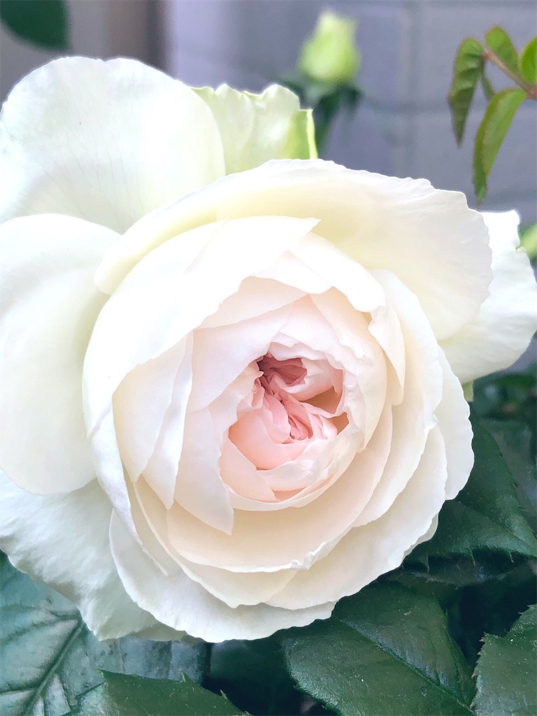 f:id:tef_rose:20190503150052j:image