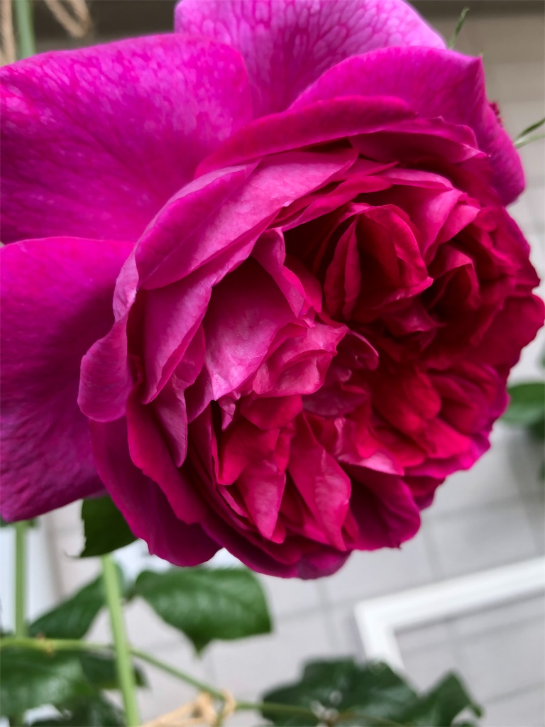 f:id:tef_rose:20190503150136j:image