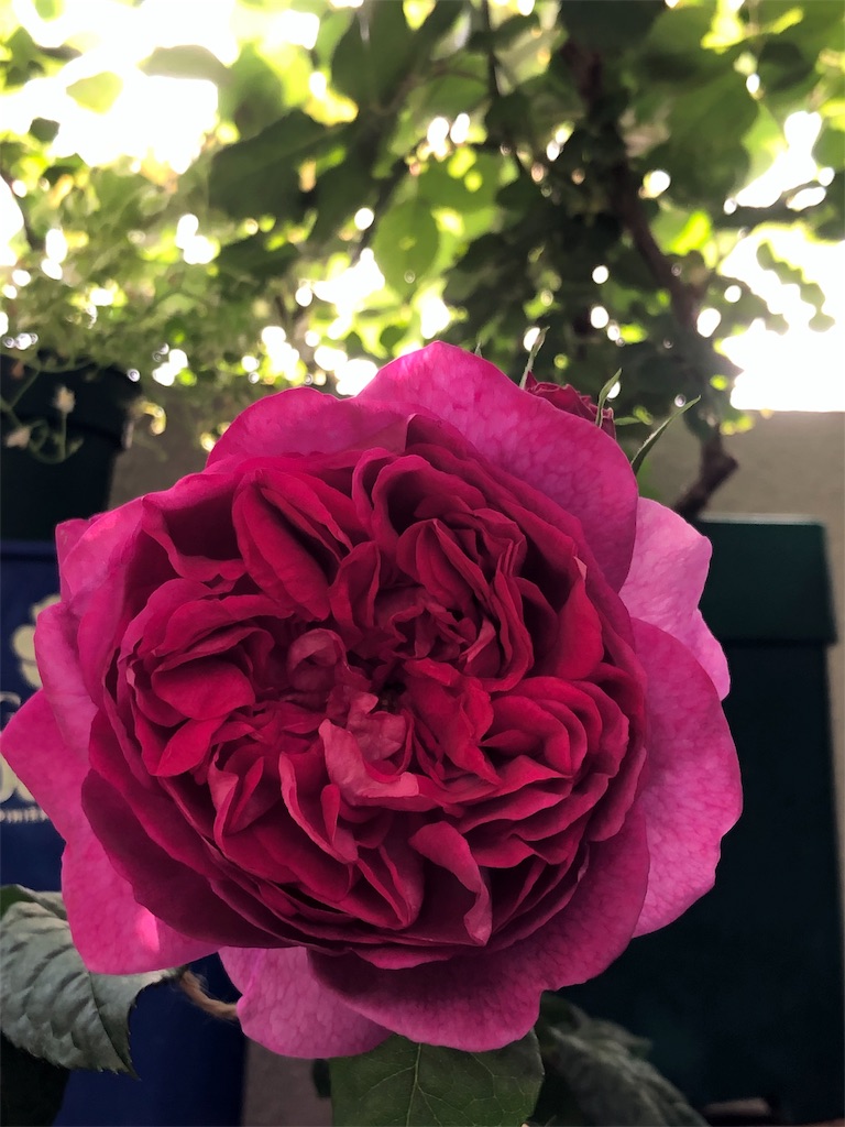 f:id:tef_rose:20190503150147j:image