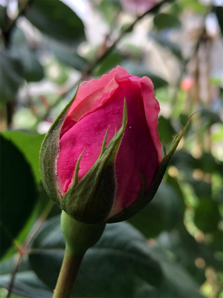 f:id:tef_rose:20190503151247j:image