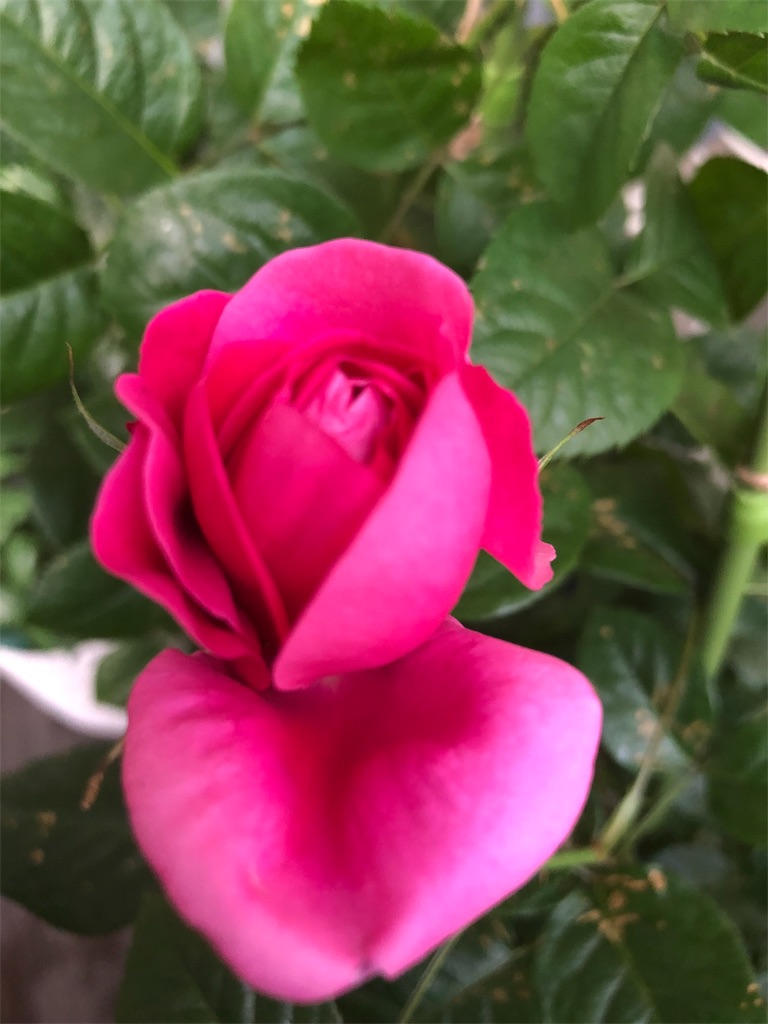 f:id:tef_rose:20190503151250j:image