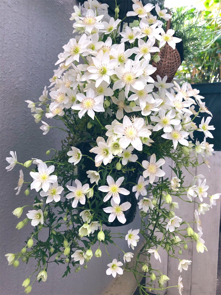 f:id:tef_rose:20190503152158j:image