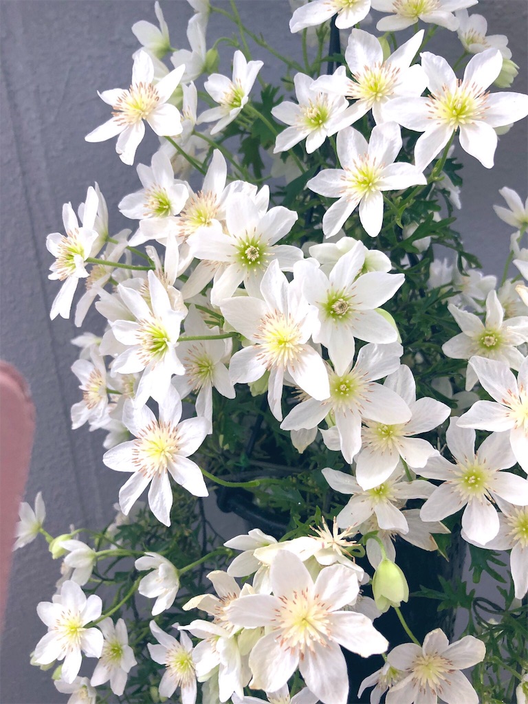 f:id:tef_rose:20190503152202j:image