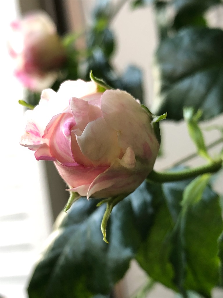 f:id:tef_rose:20190503235017j:image
