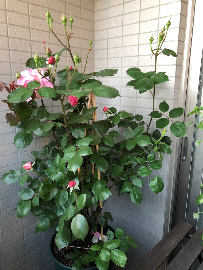f:id:tef_rose:20190503235021j:image