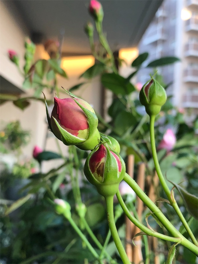 f:id:tef_rose:20190503235024j:image