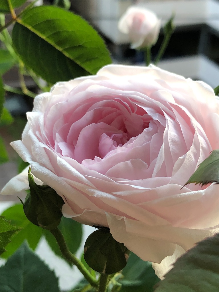 f:id:tef_rose:20190503235032j:image