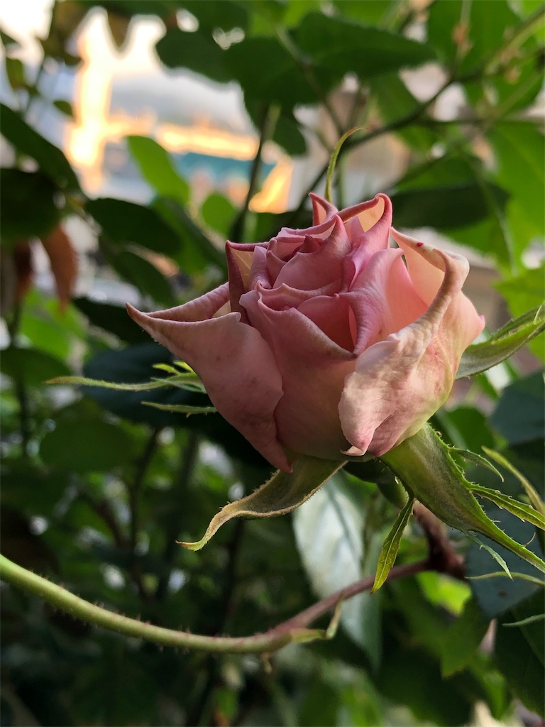 f:id:tef_rose:20190503235037j:image