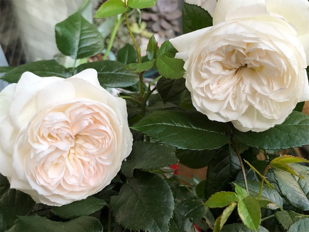 f:id:tef_rose:20190503235041j:image
