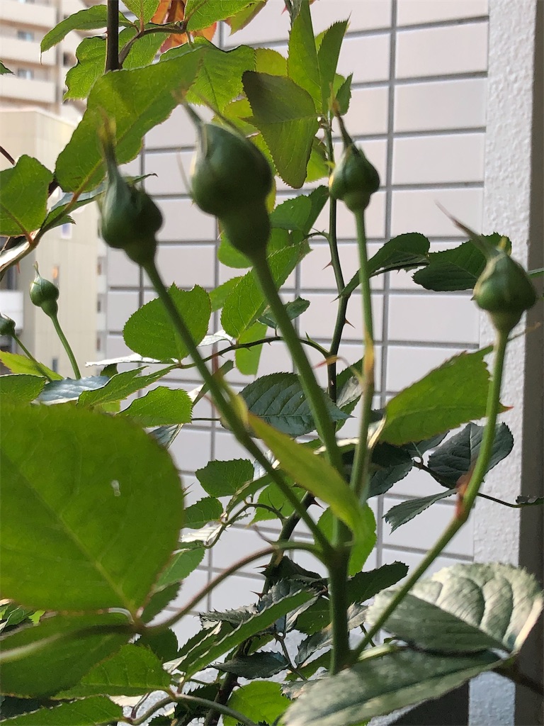 f:id:tef_rose:20190503235044j:image