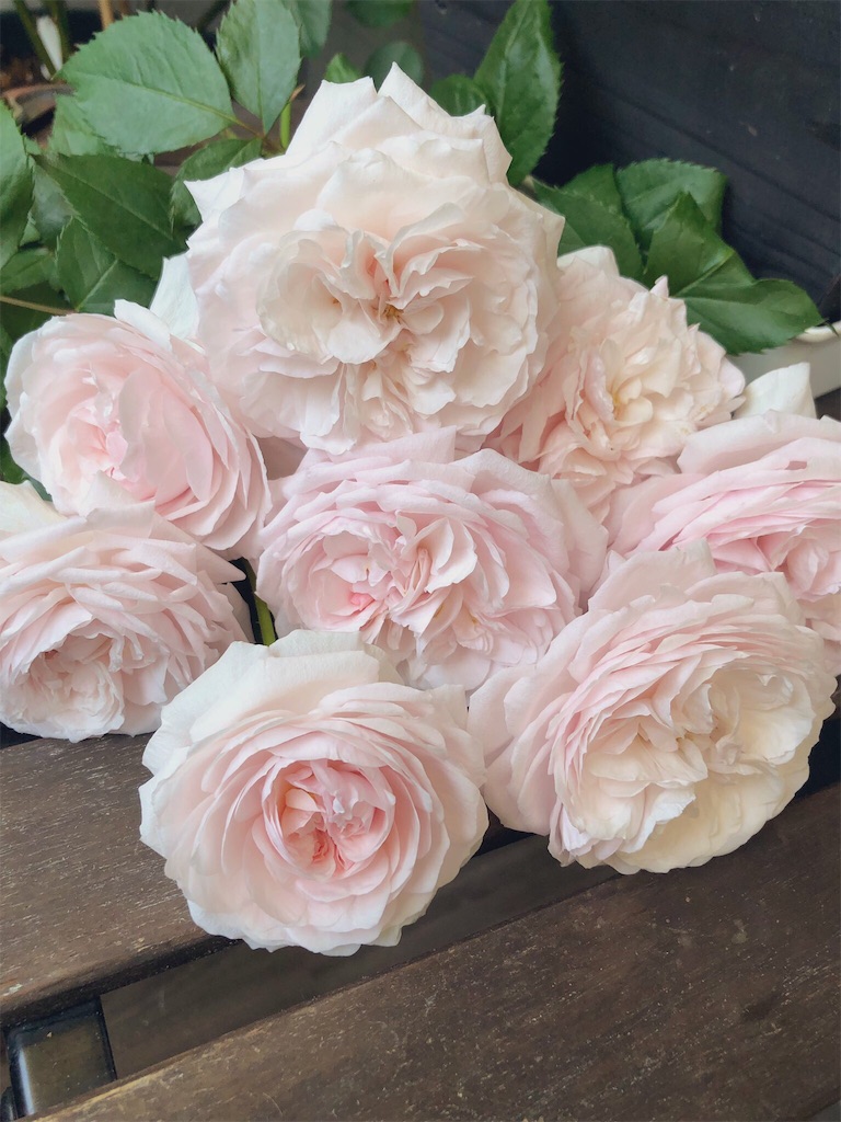 f:id:tef_rose:20190503235051j:image