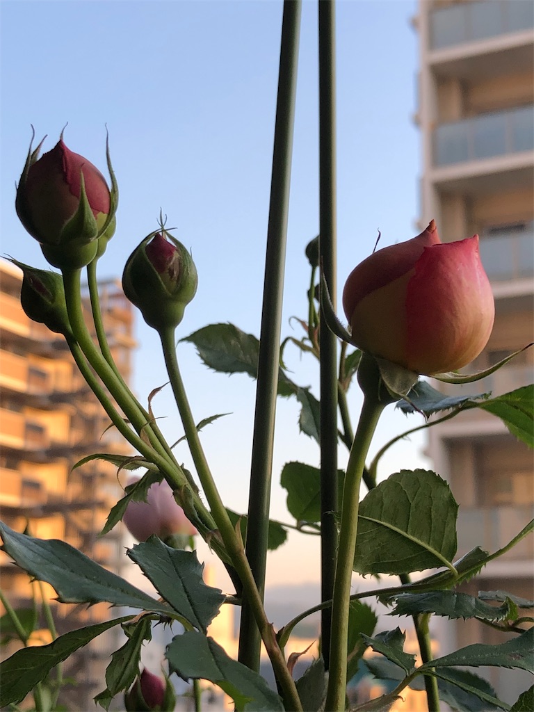 f:id:tef_rose:20190503235055j:image