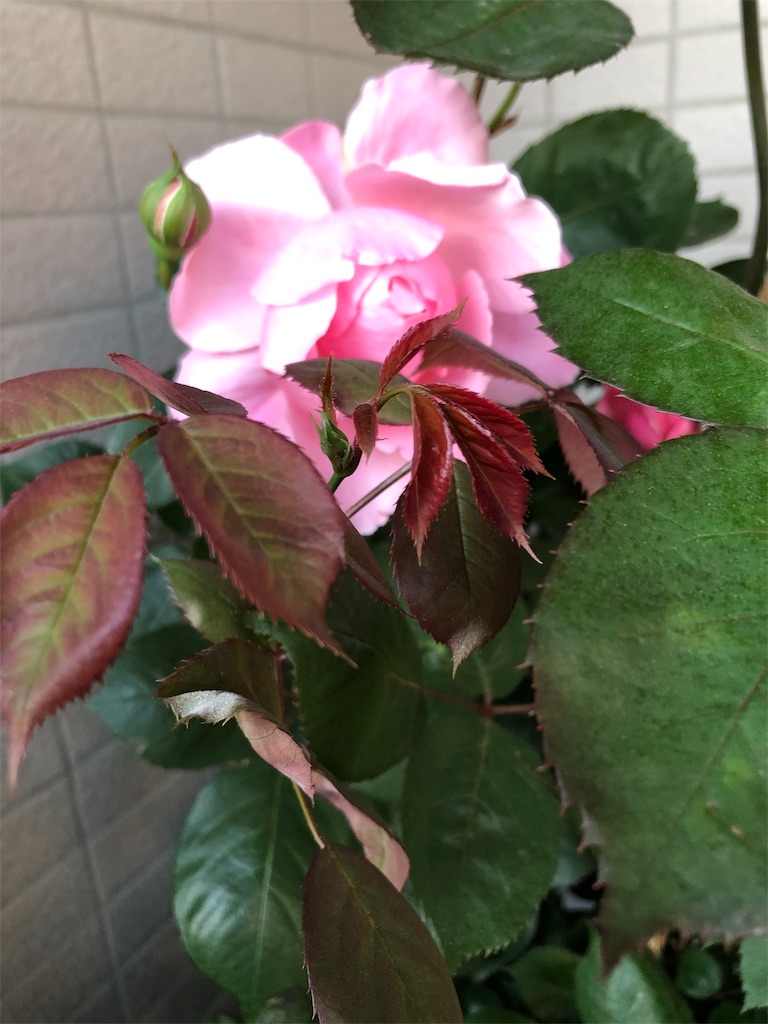 f:id:tef_rose:20190503235658j:image