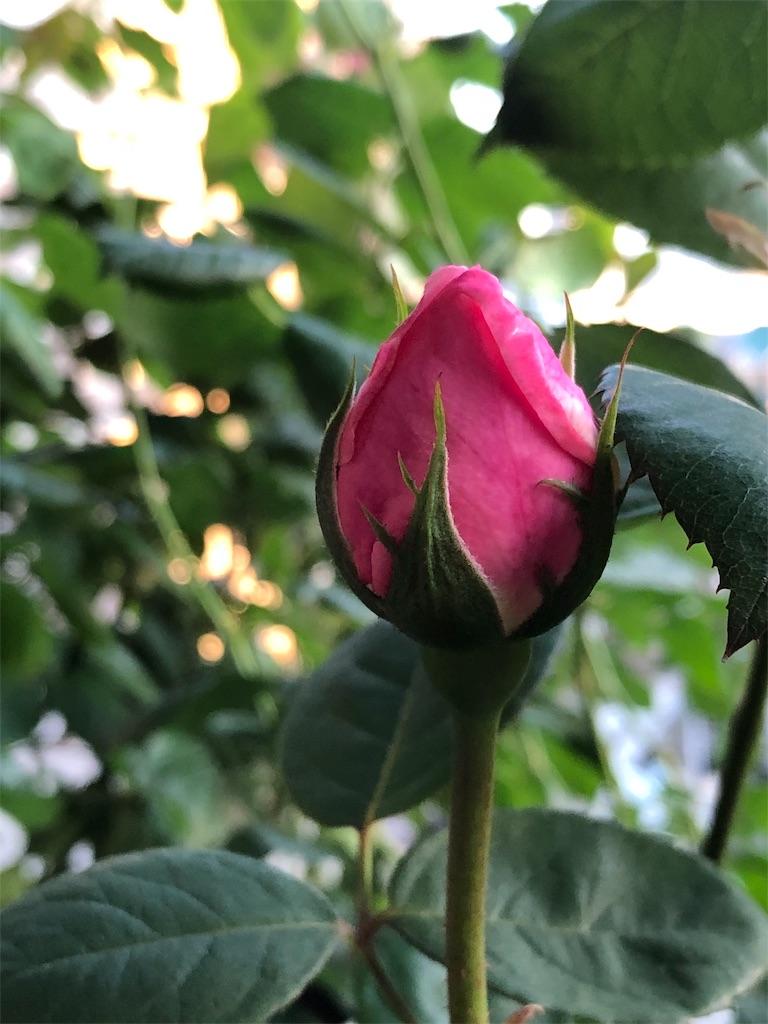 f:id:tef_rose:20190504001519j:image