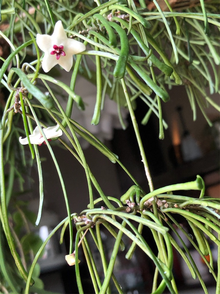f:id:tef_rose:20190504001809j:image