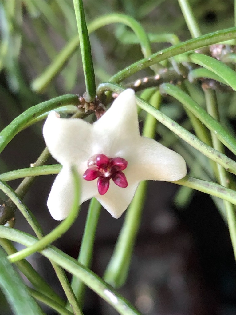 f:id:tef_rose:20190504001845j:image