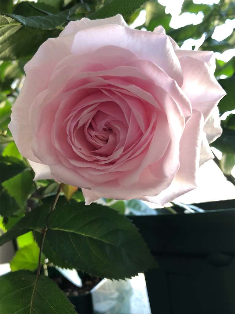 f:id:tef_rose:20190504022332j:image f:id:tef_rose:20190504022332j:image