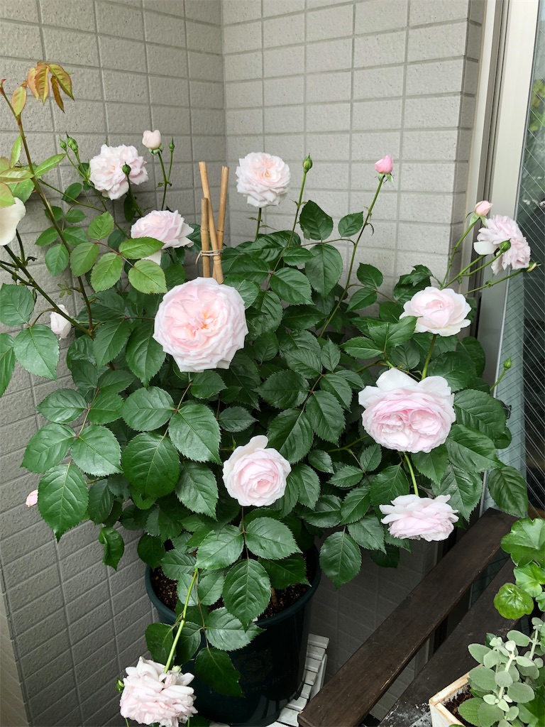 f:id:tef_rose:20190504022335j:image f:id:tef_rose:20190504022335j:image