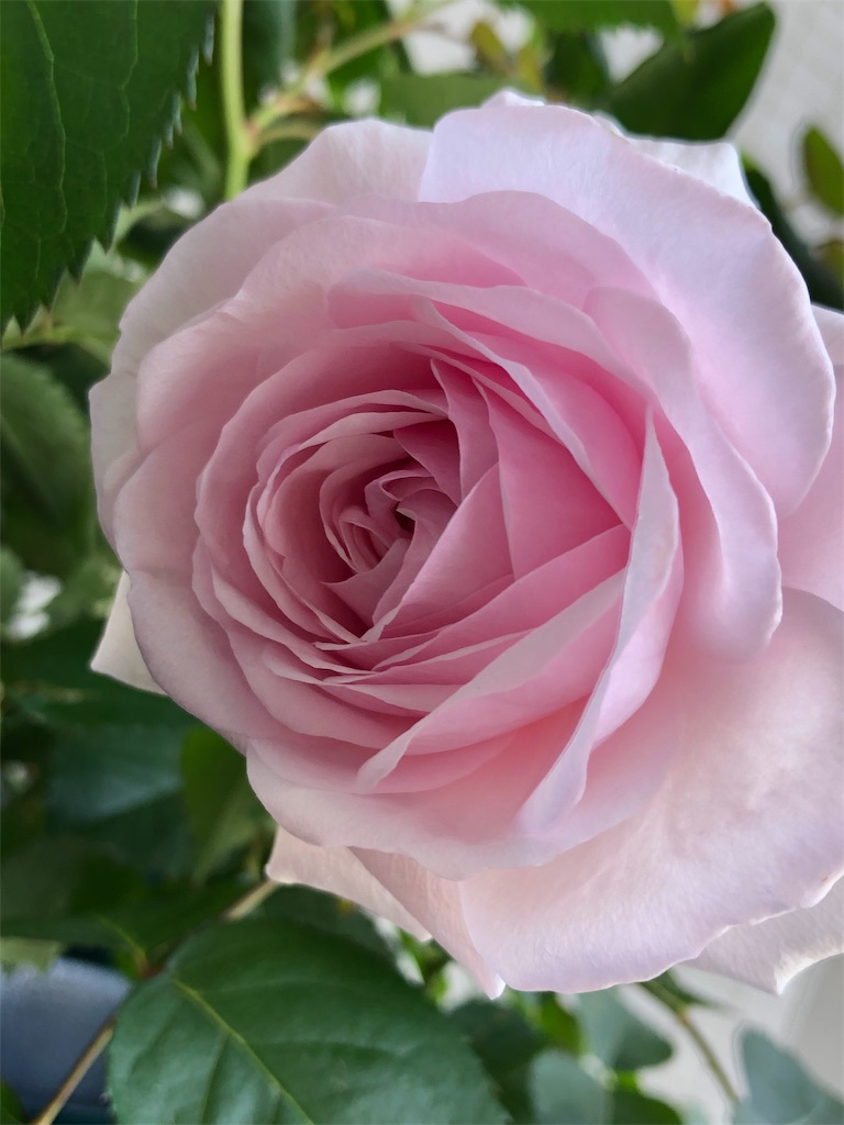 f:id:tef_rose:20190504022343j:image f:id:tef_rose:20190504022343j:image