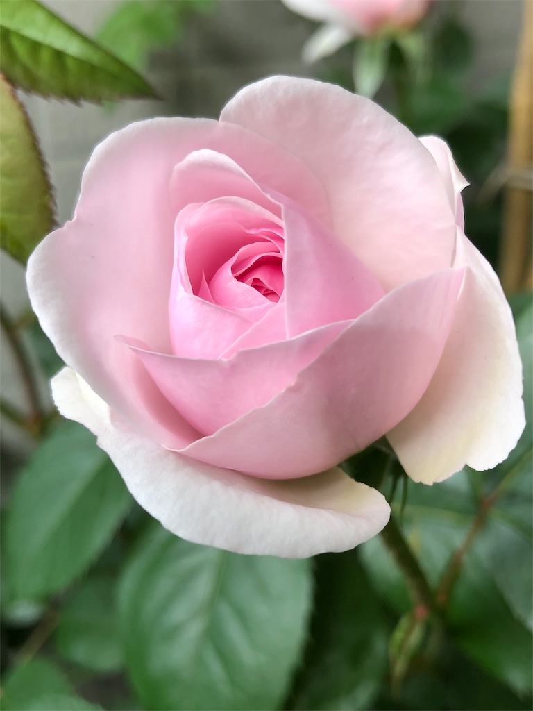 f:id:tef_rose:20190504022346j:image f:id:tef_rose:20190504022346j:image