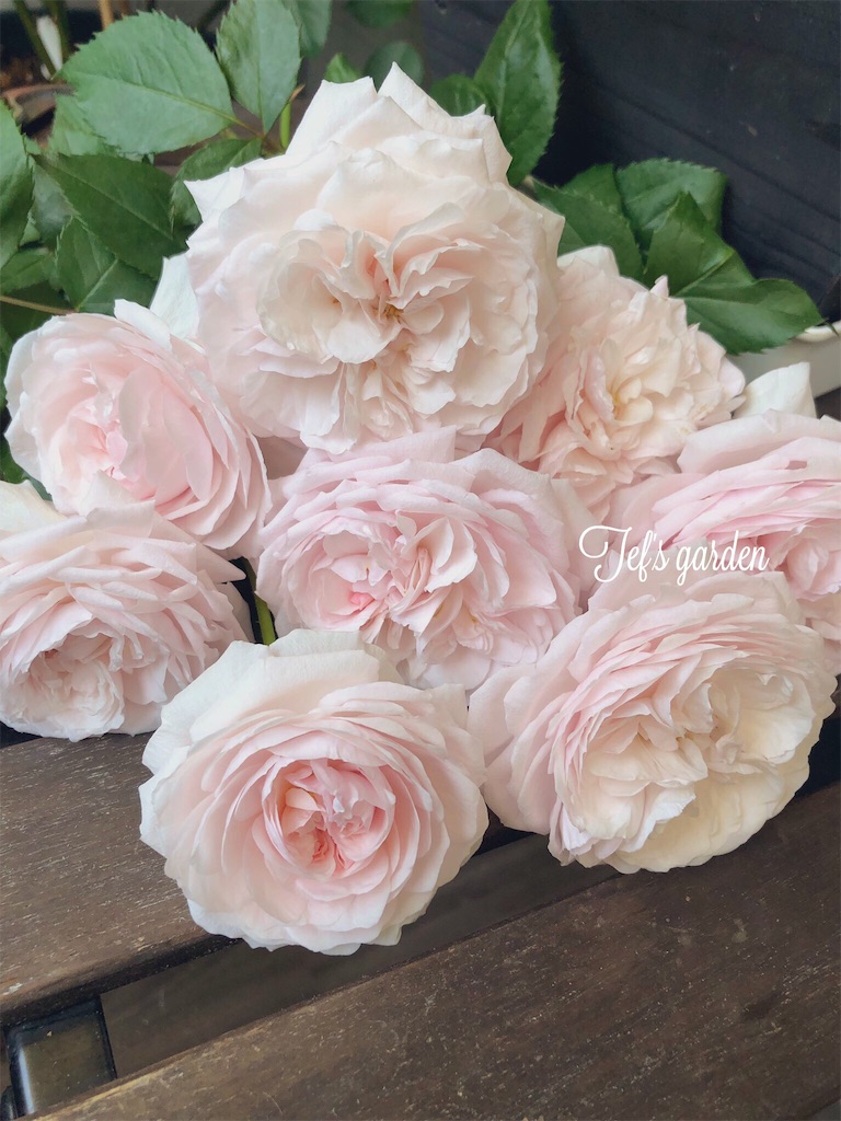 f:id:tef_rose:20190504022354j:image f:id:tef_rose:20190504022354j:image