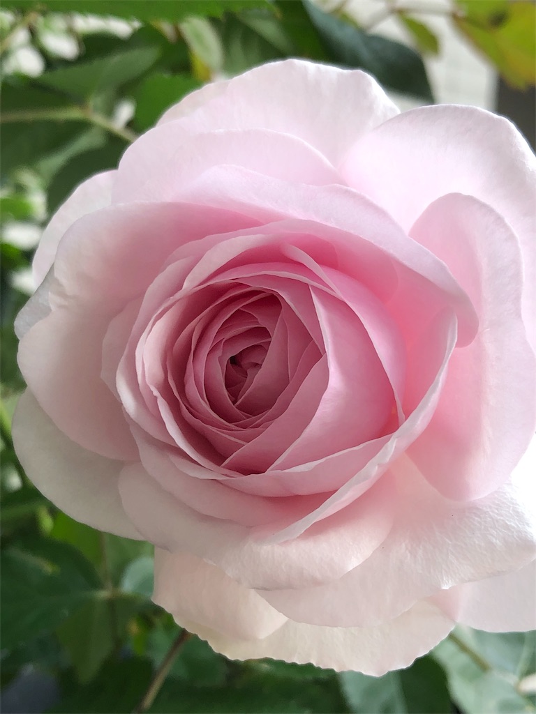 f:id:tef_rose:20190504022357j:image f:id:tef_rose:20190504022357j:image