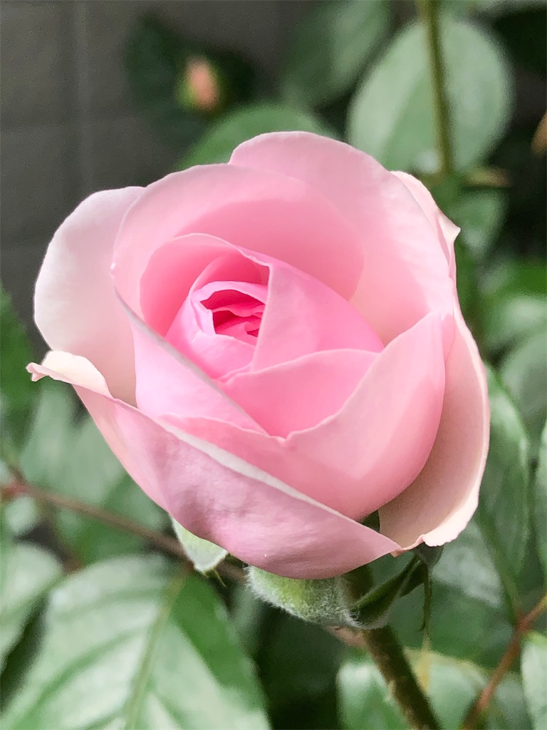 f:id:tef_rose:20190504022402j:image