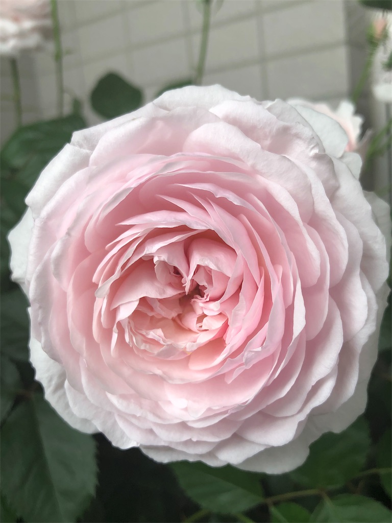 f:id:tef_rose:20190504022405j:image f:id:tef_rose:20190504022405j:image