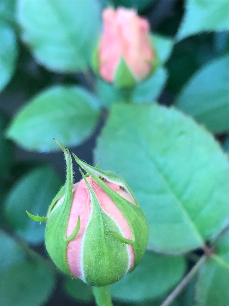 f:id:tef_rose:20190504022811j:image f:id:tef_rose:20190504022811j:image